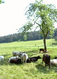 Kuehe auf Weide