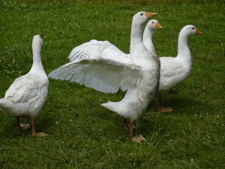 Gänse
